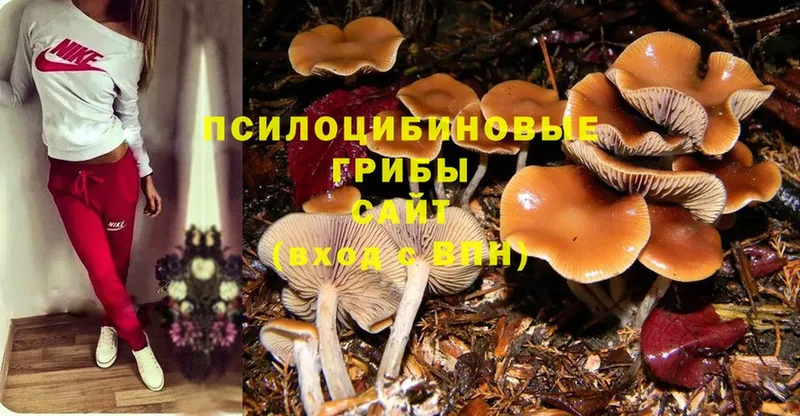 где купить наркотик  Ирбит  Псилоцибиновые грибы Magic Shrooms 